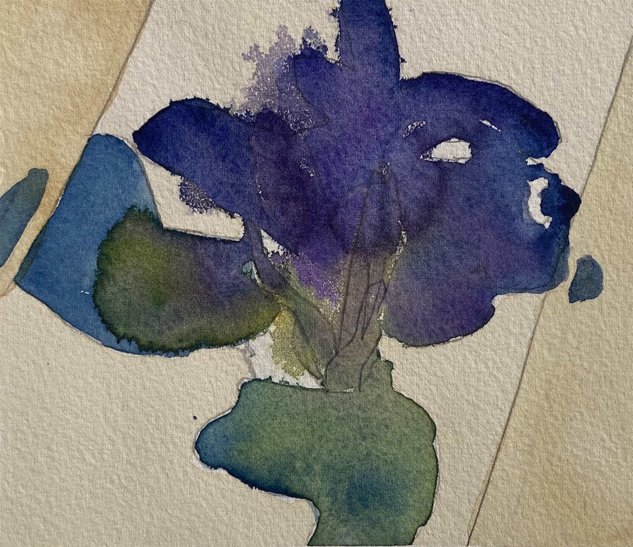 Blå iris